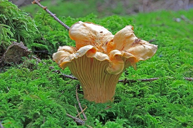 jamur chanterelle