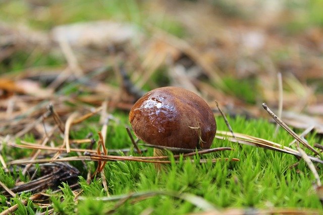 jamur porcini