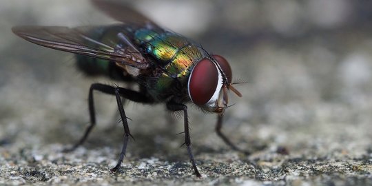 Cara mengusir lalat di wajah