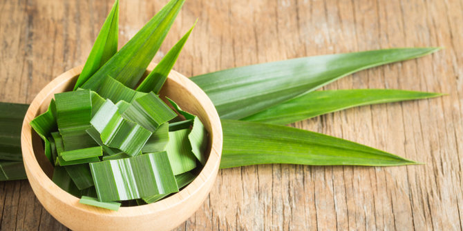 10 cara mengusir lalat dengan bahan alami