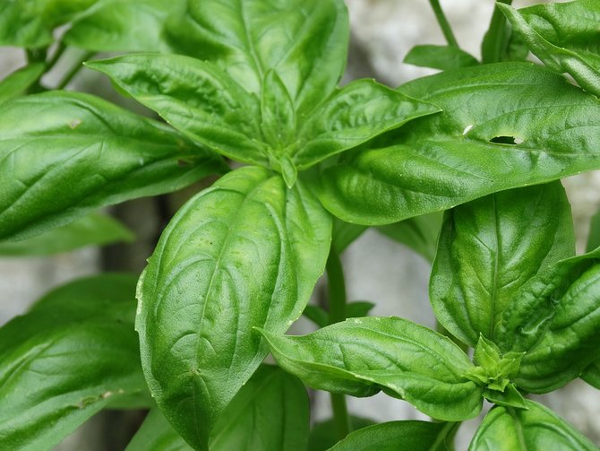 10 cara mengusir lalat dengan bahan alami