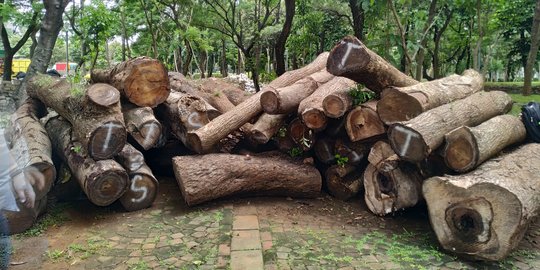 Tim Belum Simpulkan Penebangan Pohon di Monas Berdampak Kerusakan Lingkungan