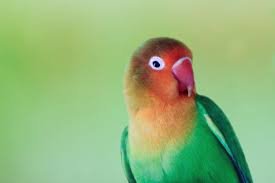 10 cara ternak lovebird koloni yang benar agar cepat bertelur