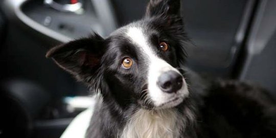 8 Jenis-Jenis Anjing Ini Dianggap Berbahaya di Dunia, Wajib Waspada