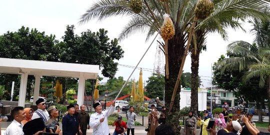 Keseruan Panen Pohon Kurma di Masjid Agung Tasikmalaya
