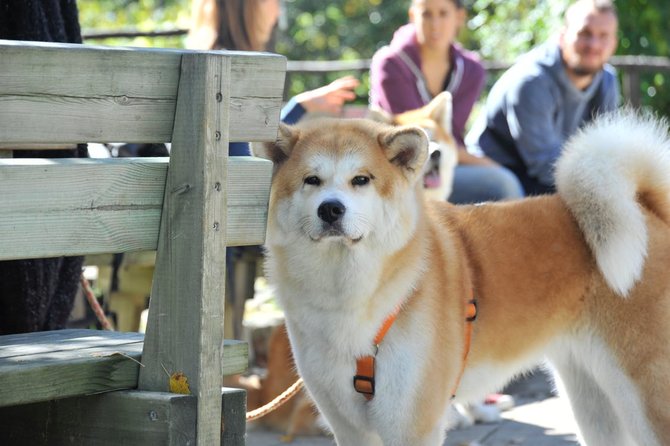 10 jenis anjing penjaga rumah yang setia dan bisa menjadi teman keluarga