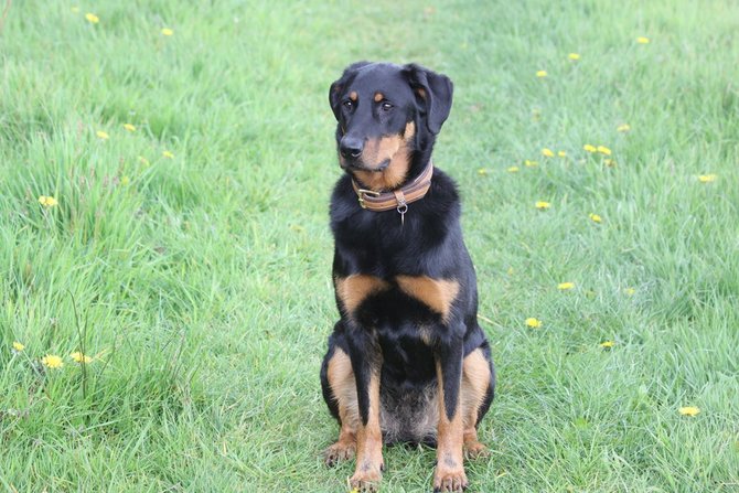 10 jenis anjing penjaga rumah yang setia dan bisa menjadi teman keluarga