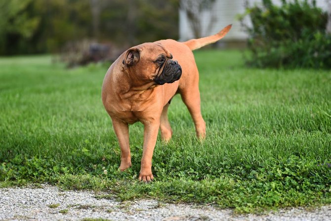 10 jenis anjing penjaga rumah yang setia dan bisa menjadi teman keluarga