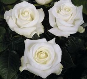 10 Macam Bunga Mawar Yang Ada Di Dunia Si Cantik Yang Jadi