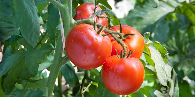 5 Manfaat Tomat yang Patut Diketahui, Bisa Bikin Cantik