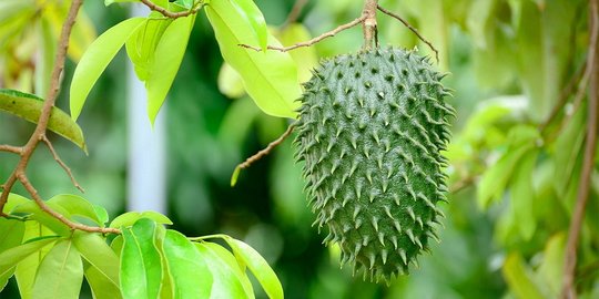 10 Manfaat Daun Sirsak untuk Kesehatan, Bisa Atasi Asam Urat