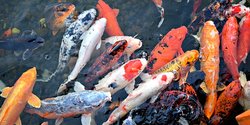 8 Jenis Ikan Hias Yang Populer Dipelihara Ada Yang Harganya Miliaran Rupiah Merdeka Com 8 Jenis Ikan Hias Yang Populer Dipelihara Ada Yang Harganya Miliaran Rupiah Merdeka Com