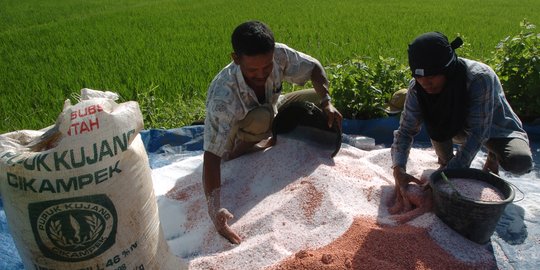 Petani Diingatkan Waspada Pupuk Palsu, ini Ciri-Ciri Pupuk yang Asli