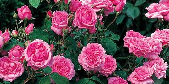 6 Cara Merawat Bunga Mawar Agar Cepat Berbunga Mudah Dan Praktis