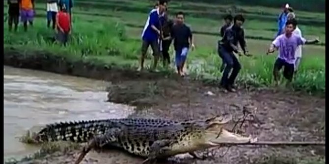 Aksi Nekat Warga Selfie Dekat Buaya Muara yang Lagi Berjemur di Sungai Palu