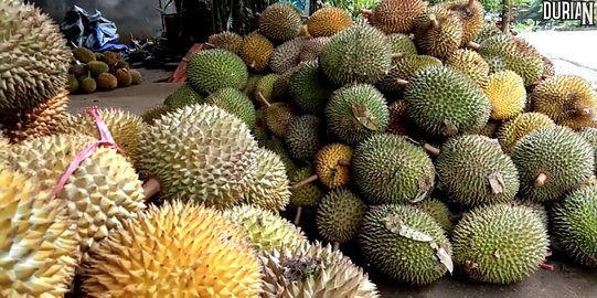 Sampah Durian Bisa Jadi Pembangkit Listrik, Mampu Isi Mobil Listrik!