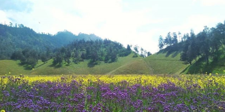 4 Padang Rumput Di Jawa Timur Yang Lebih Keren Dari Ranu Manduro Merdeka Com