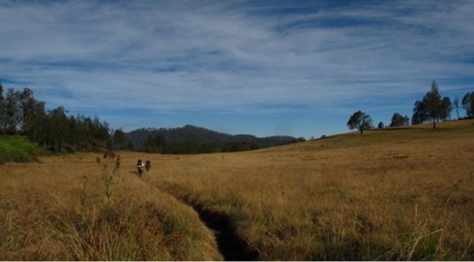 sabana sikasur argopuro