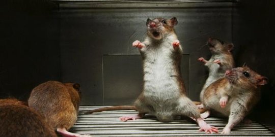 Cara mengusir tikus dengan alat elektronik