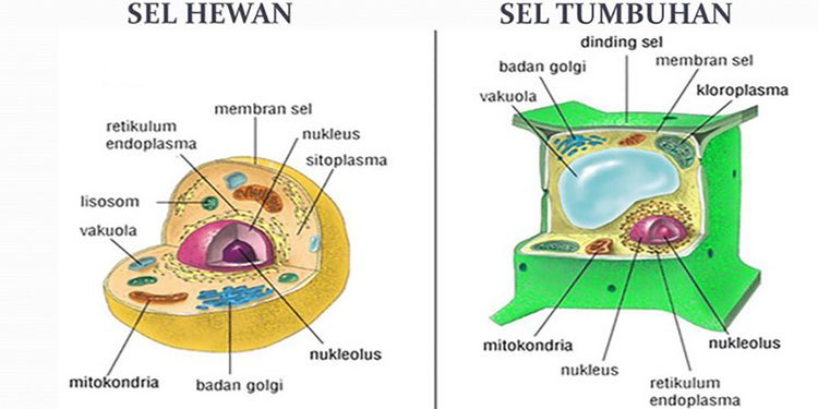 Organel yang hanya terdapat pada sel tumbuhan