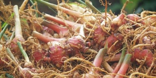 Harga Jahe Merah di Salatiga Naik Capai Rp50.000 per Kg