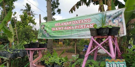 Petani Di Lampung Kembangkan Beras Organik Dan Hidroponik