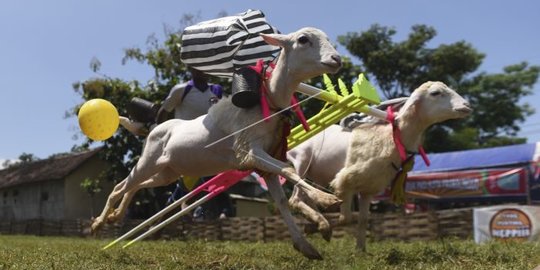 6 Keunikan Festival Karapan Kambing di Probolinggo, Tak Kalah Seru dari Karapan Sapi