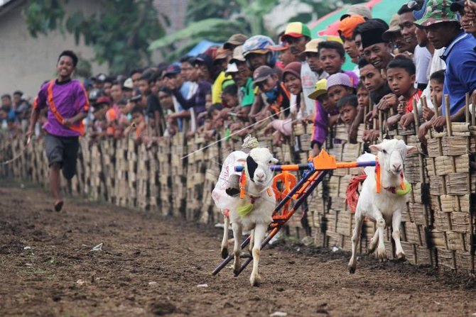 karapan kambing di probolinggo
