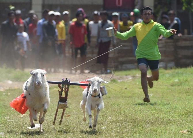 karapan kambing di probolinggo