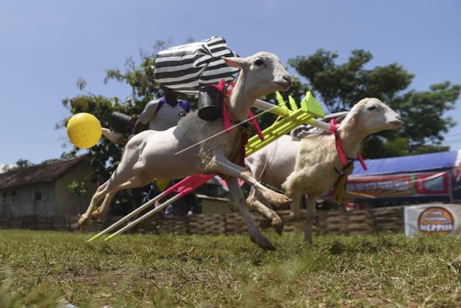 karapan kambing di probolinggo