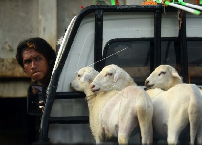 karapan kambing di probolinggo