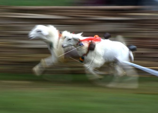 karapan kambing di probolinggo