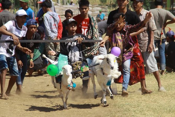 karapan kambing di probolinggo