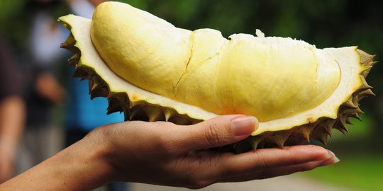 Melihat Daerah Penghasil Durian Berkualitas di Jawa Timur, Festival Digelar Maret