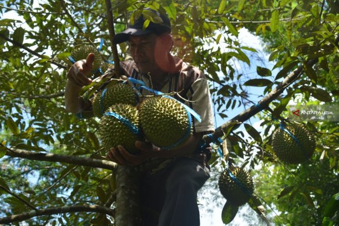 durian jombang