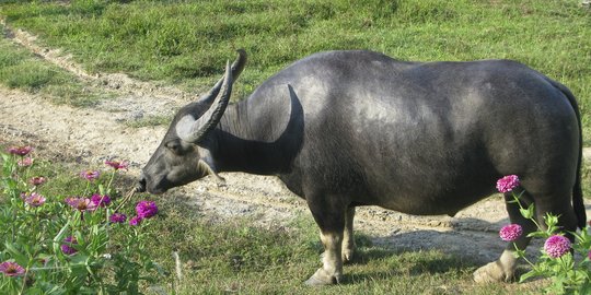 Bulan Depan, 25.000 Ton Daging Kerbau Asal India Masuk ke Indonesia