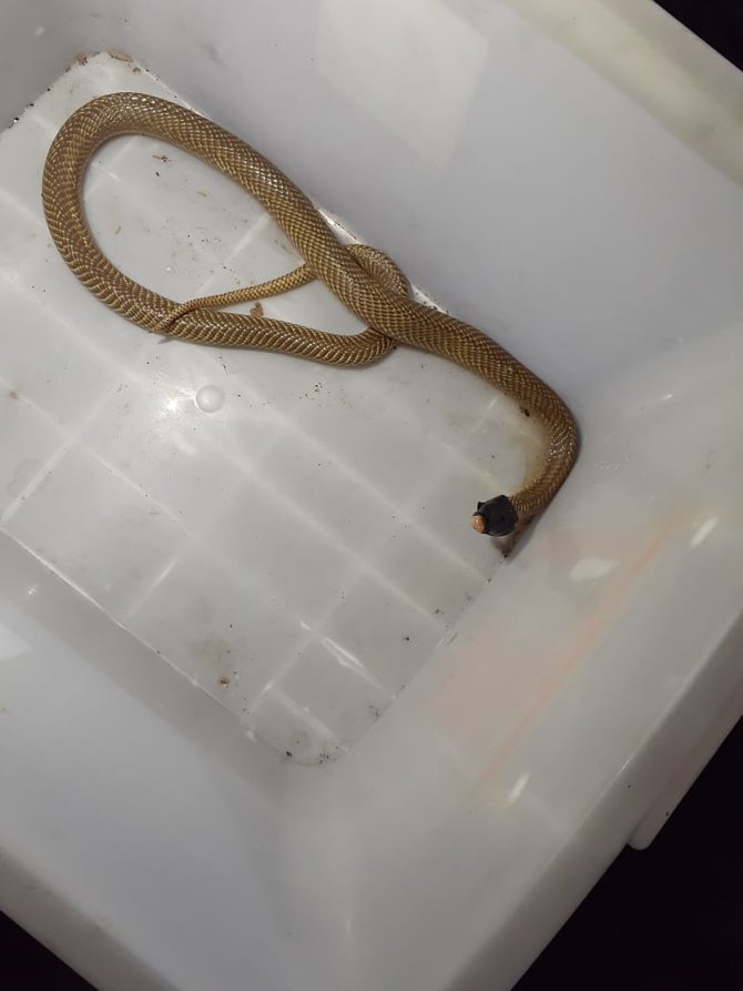 petugas damkar jember tangkap ular dari kamar mandi warga