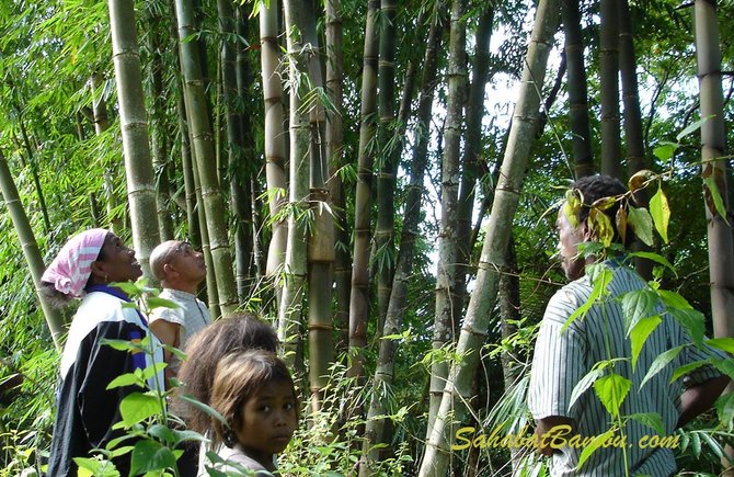 pohon bambu