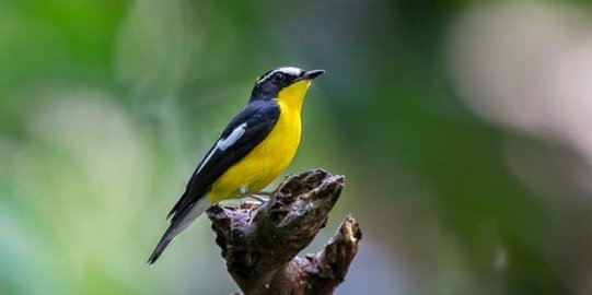 10 Jenis Burung Termahal Di Dunia Ada Yang Harganya Miliaran Merdeka Com