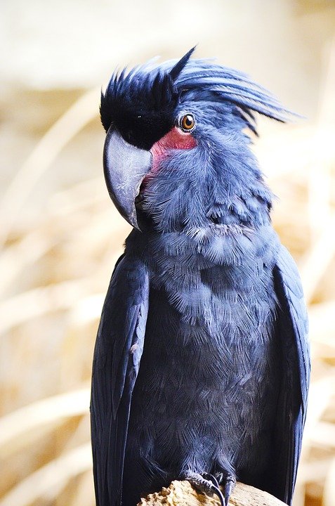 10 jenis burung termahal di dunia