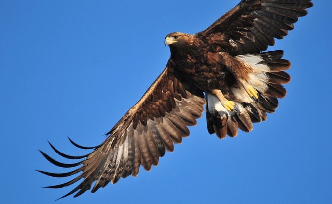 10 jenis burung termahal di dunia