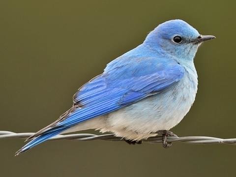 10 jenis burung termahal di dunia