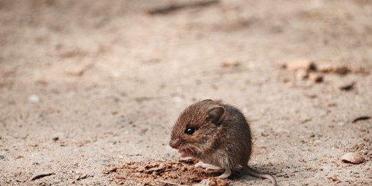 12 Cara Mengusir Tikus dengan Bahan Alami, Dijamin Ampuh