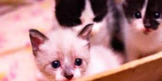 Foto Kucing  Lucu Warna  Pink  Gambar  Ngetrend dan VIRAL