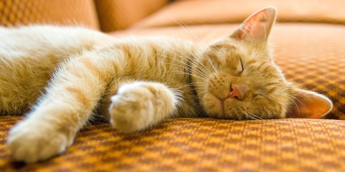 9 Tanda-Tanda Kucing Mau Melahirkan Wajib Diketahui Bila Ingin 
