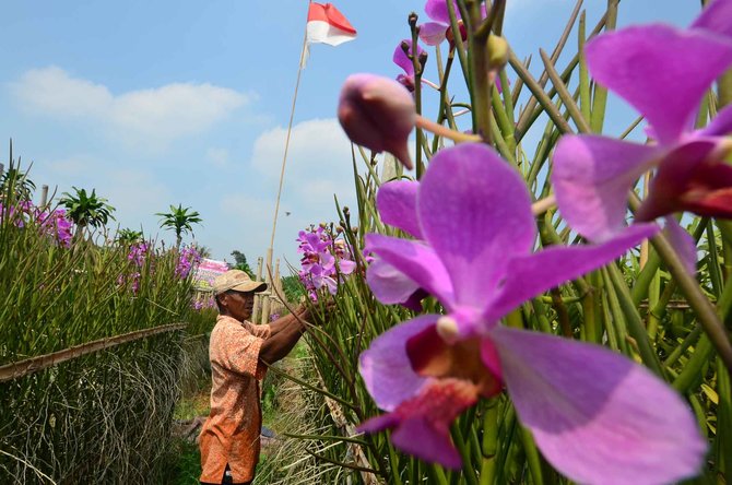 bunga anggrek