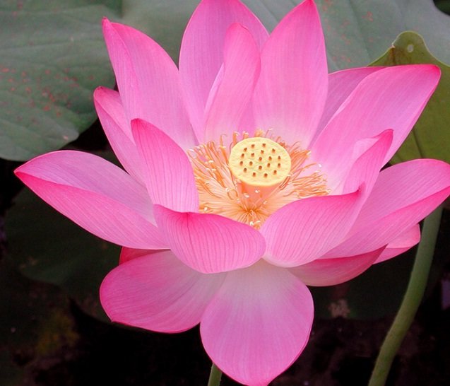 bunga lotus