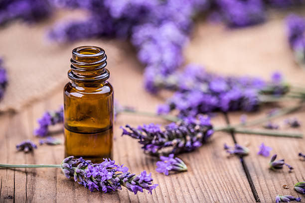 ilustrasi minyak esensial lavender