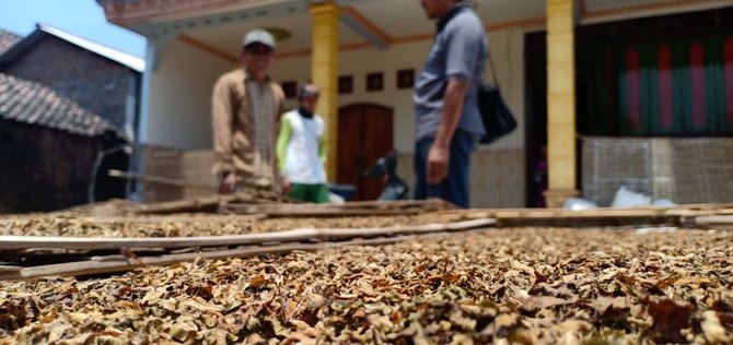 tembakau di kediri