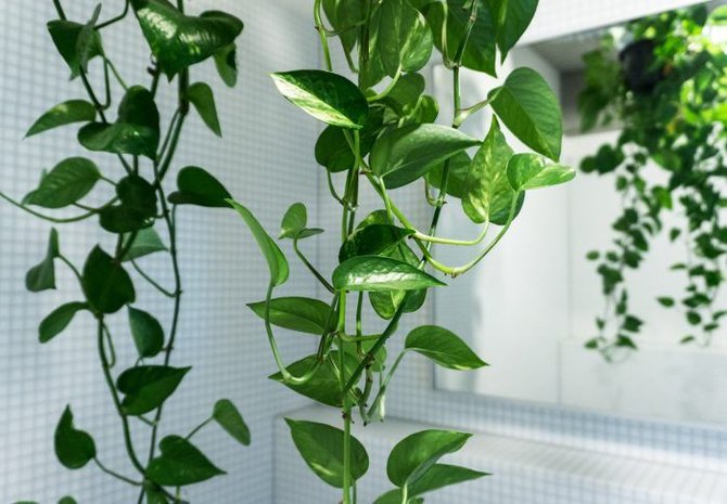 8 jenis tanaman hias gantung cocok untuk dekorasi rumah minimalis